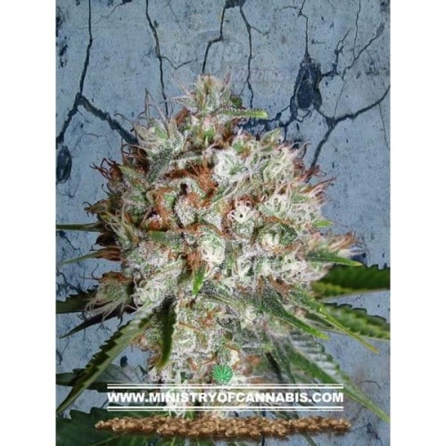 MINISTRY OF CANNABIS - Big Bud XXL