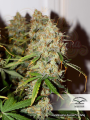 DUTCH PASSION - Auto Brooklyn Sunrise®