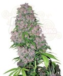 WHITE LABEL - Purple Bud