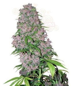 WHITE LABEL - Purple Bud