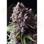 PYRAMID SEEDS - Auto Purple