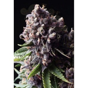 PYRAMID SEEDS - Auto Purple