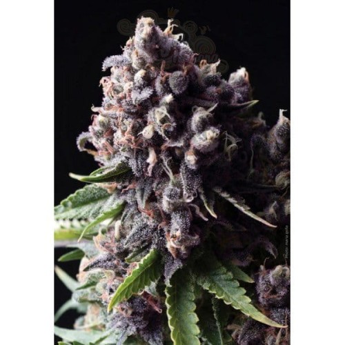 PYRAMID SEEDS - Auto Purple