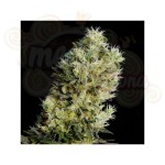 GENEHTIK - Amnesia Bilbo Auto