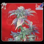 POSITRONICS - Purple Haze