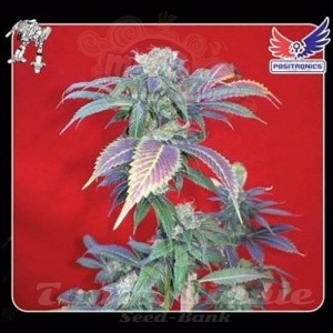 POSITRONICS - Purple Haze