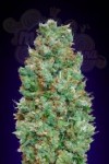 00 SEEDS BANK - Auto Blueberry
