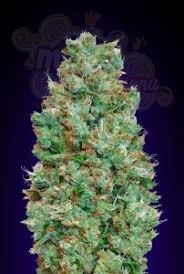 00 SEEDS BANK - Auto Blueberry