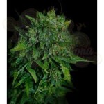 VIP SEEDS - VIP Auto