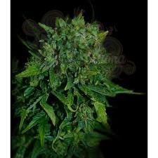 VIP SEEDS - VIP Auto