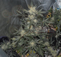 FASTBUDS - Girl Scout Cookies Auto