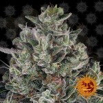 Barney's Farm - Glookies