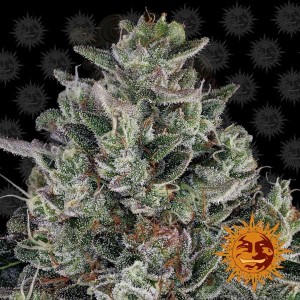 Barney's Farm - Glookies