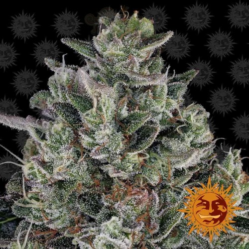 Barney's Farm - Glookies