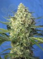 Sweet Seeds - Jack 47 XL Auto