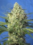 Sweet Seeds - Jack 47 XL Auto