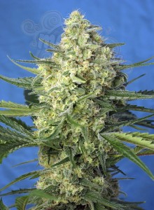 Sweet Seeds - Jack 47 XL Auto