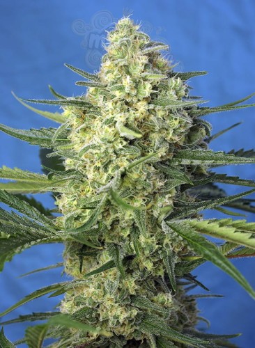 Sweet Seeds - Jack 47 XL Auto