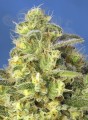 Sweet Seeds - Jack 47 XL Auto