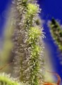 Sweet Seeds - Jack 47 XL Auto