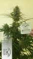DUTCH PASSION - Auto Critical Orange Punch®