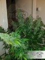 DUTCH PASSION - Auto Critical Orange Punch®