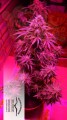 DUTCH PASSION - Auto Critical Orange Punch®