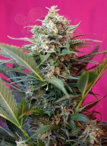 SWEET SEEDS - Big Devil XL Auto