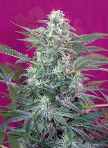 SWEET SEEDS - Big Foot