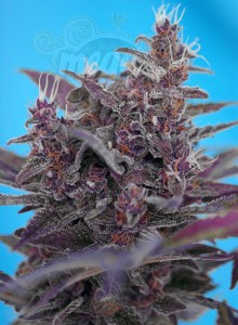 SWEET SEEDS - Black Cream Auto
