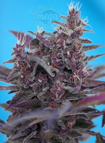 SWEET SEEDS - Black Cream Auto