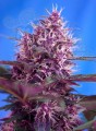 SWEET SEEDS - Red Poison Auto