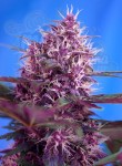 SWEET SEEDS - Red Poison Auto