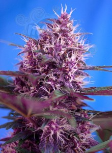 SWEET SEEDS - Red Poison Auto