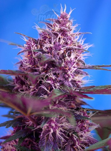 SWEET SEEDS - Red Poison Auto