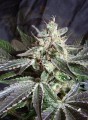 SWEET SEEDS - Black Jack
