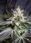 SWEET SEEDS - Black Jack