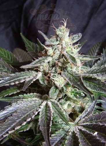 SWEET SEEDS - Black Jack
