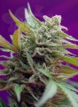 SWEET SEEDS - Black Jack Auto