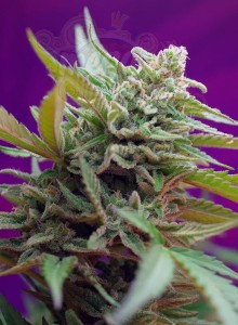 SWEET SEEDS - Black Jack Auto
