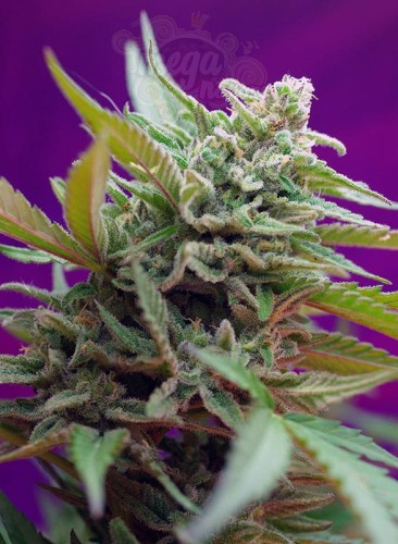 SWEET SEEDS - Black Jack Auto