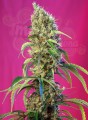 SWEET SEEDS - Black Jack CBD