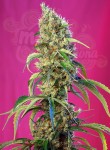 SWEET SEEDS - Black Jack CBD