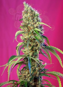 SWEET SEEDS - Black Jack CBD