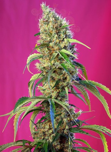SWEET SEEDS - Black Jack CBD