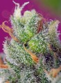 SWEET SEEDS - Black Jack CBD