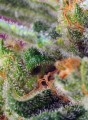 SWEET SEEDS - Black Jack CBD