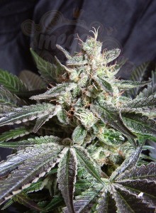 SWEET SEEDS - Black Jack F1 Fast Version