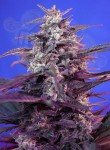 SWEET SEEDS - Bloody Skunk Auto