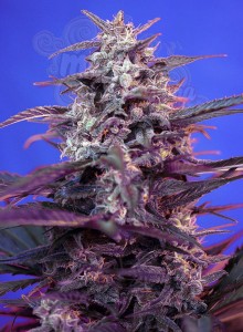 SWEET SEEDS - Bloody Skunk Auto